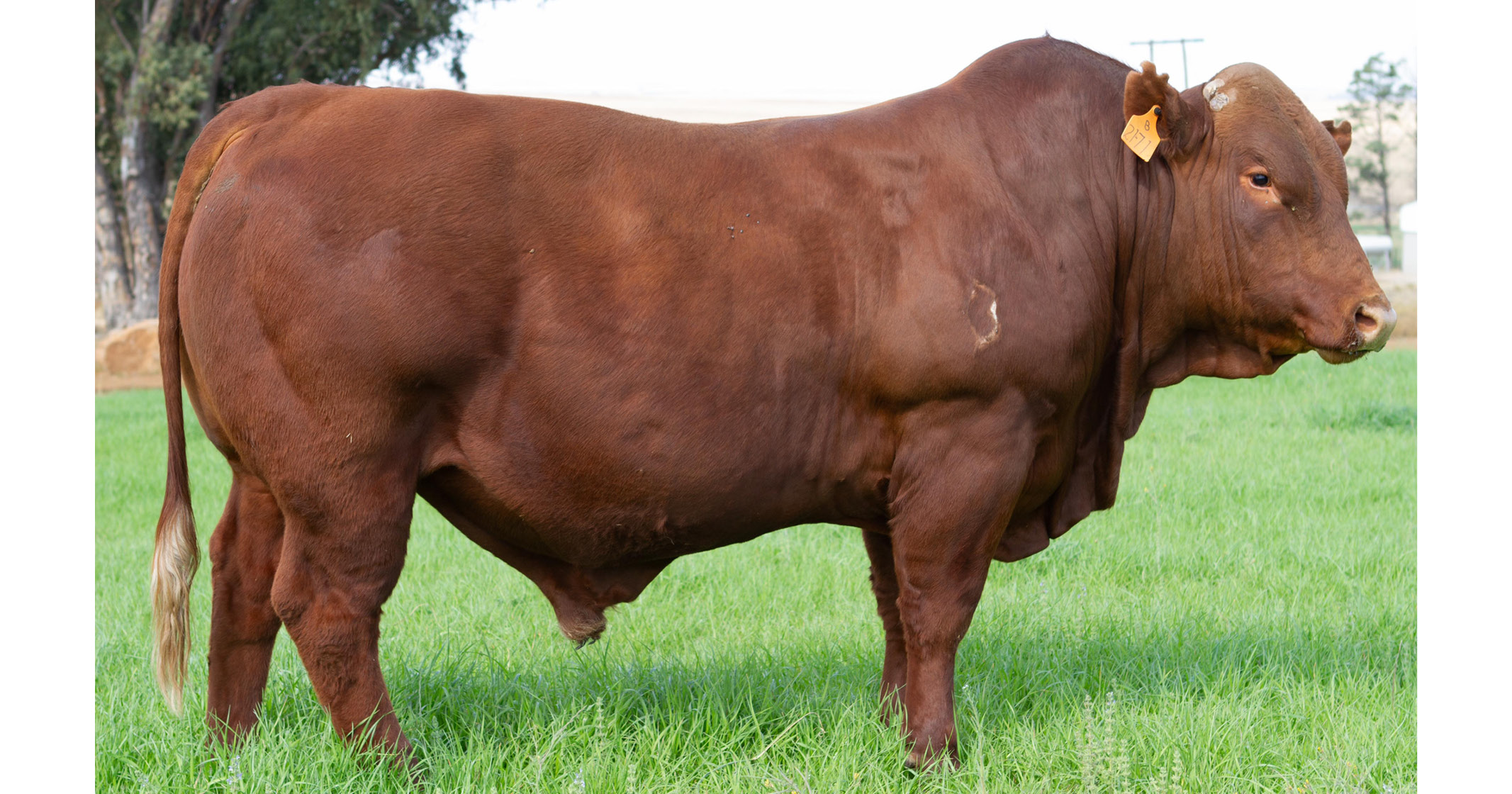 Westbourn Bonsmara Bulle dadelik beskikbaar teen uitsteekende pryse - 6