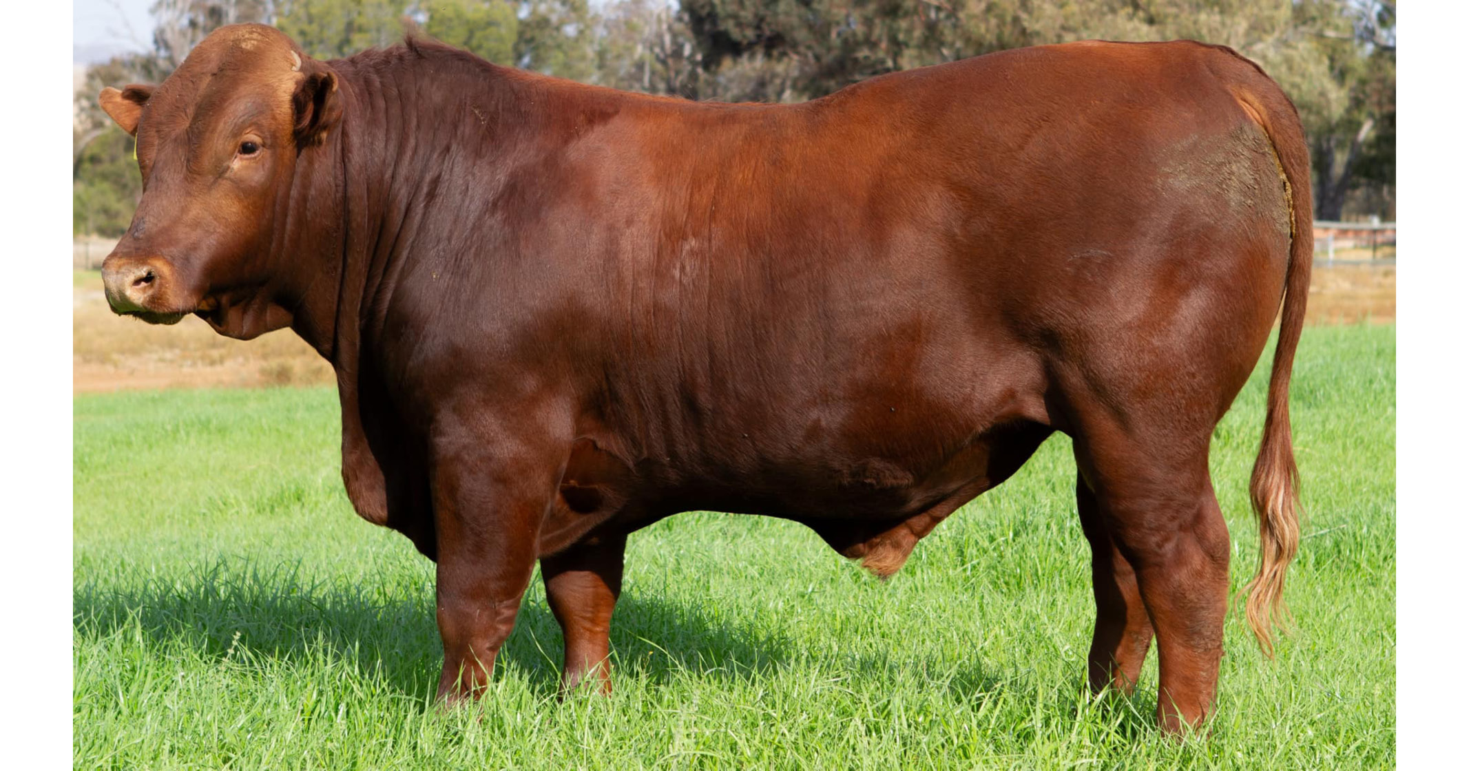 Westbourn Bonsmara Bulle dadelik beskikbaar teen uitsteekende pryse - 8