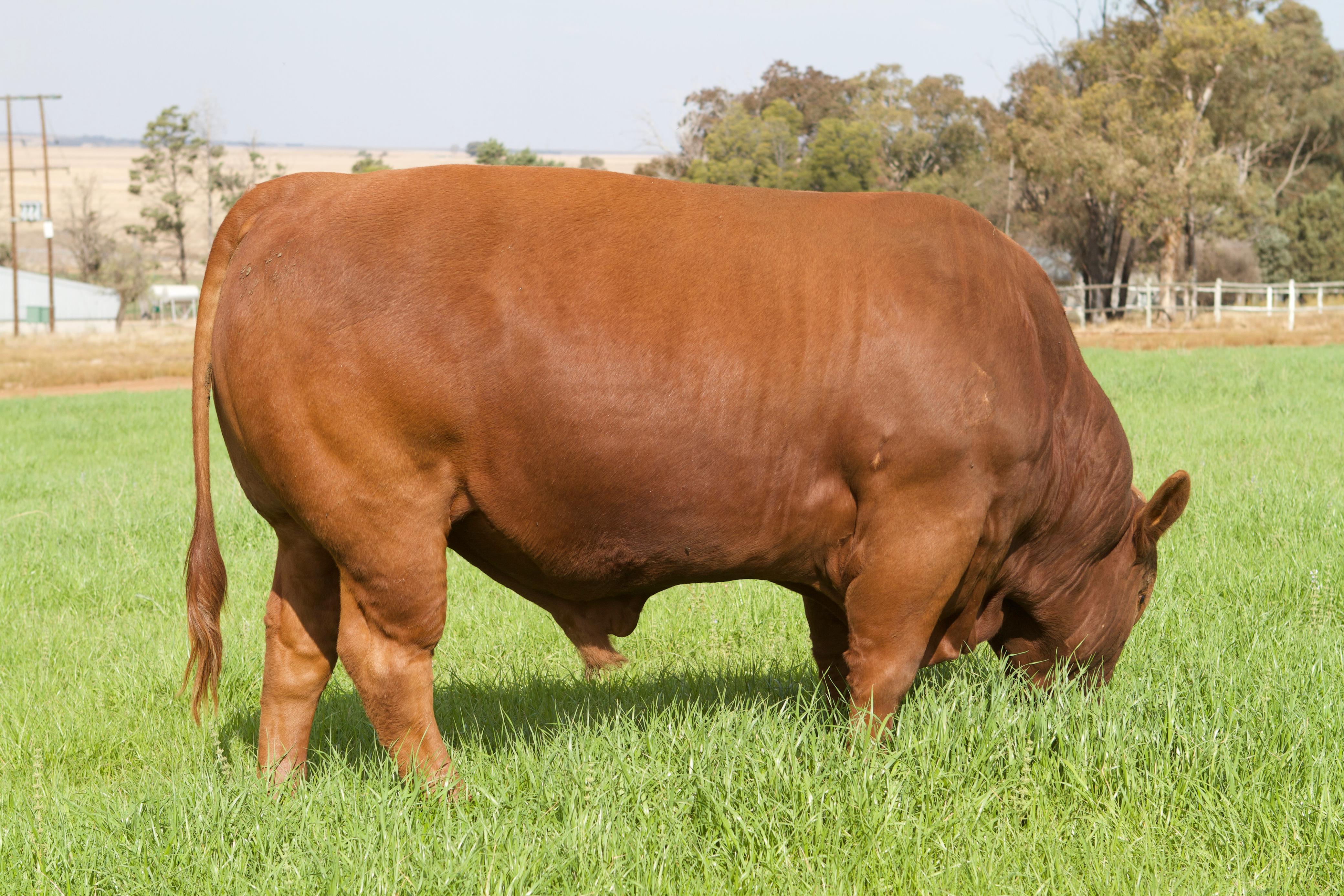 Westbourn Bonsmara Bulle dadelik beskikbaar teen uitsteekende pryse - 4