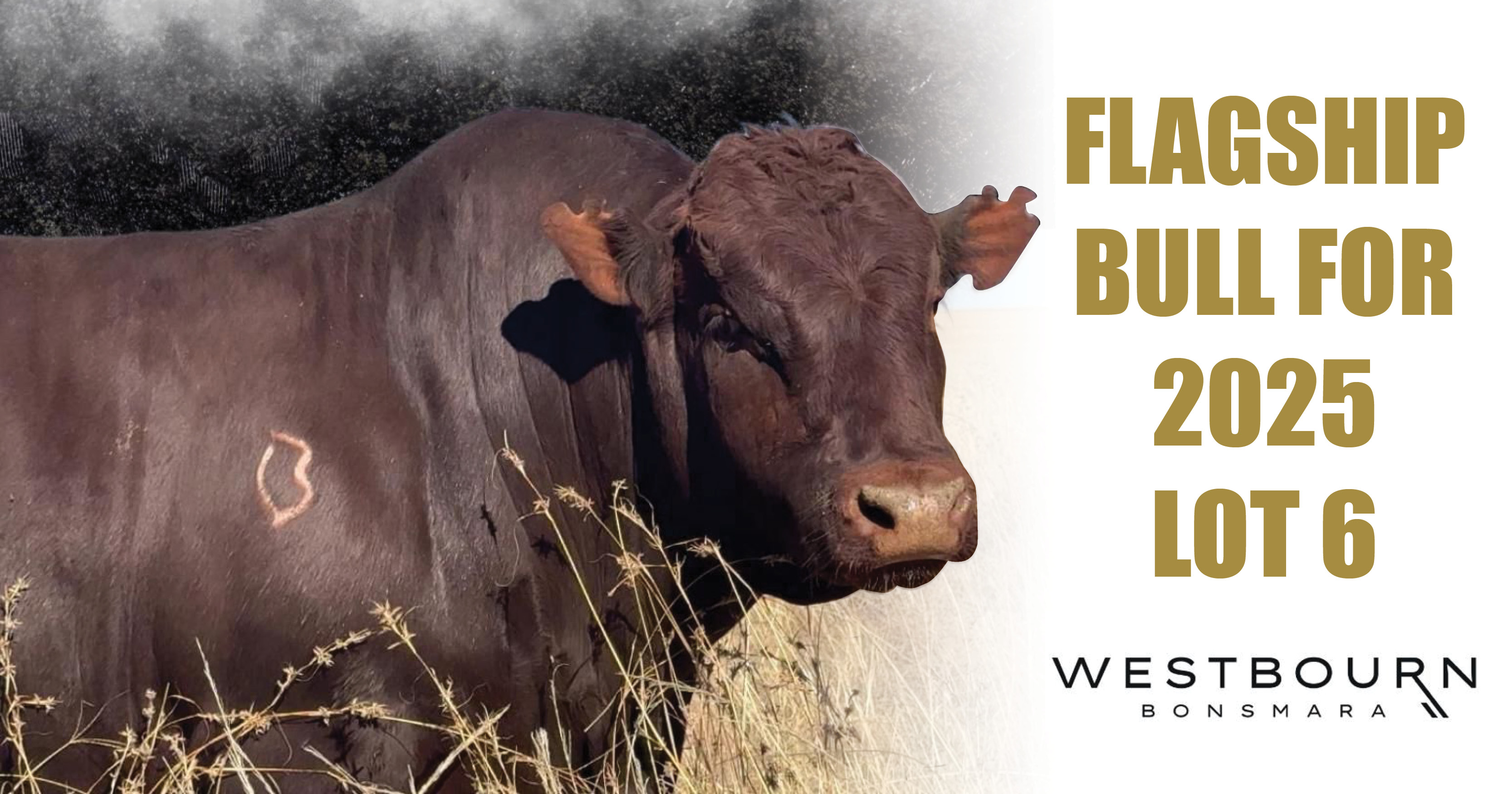 Westbourn Bonsmara Produksieveiling | 28 Augustus 2025 | 11:00 | Plaas Dampoort Dewetsdorp - 3