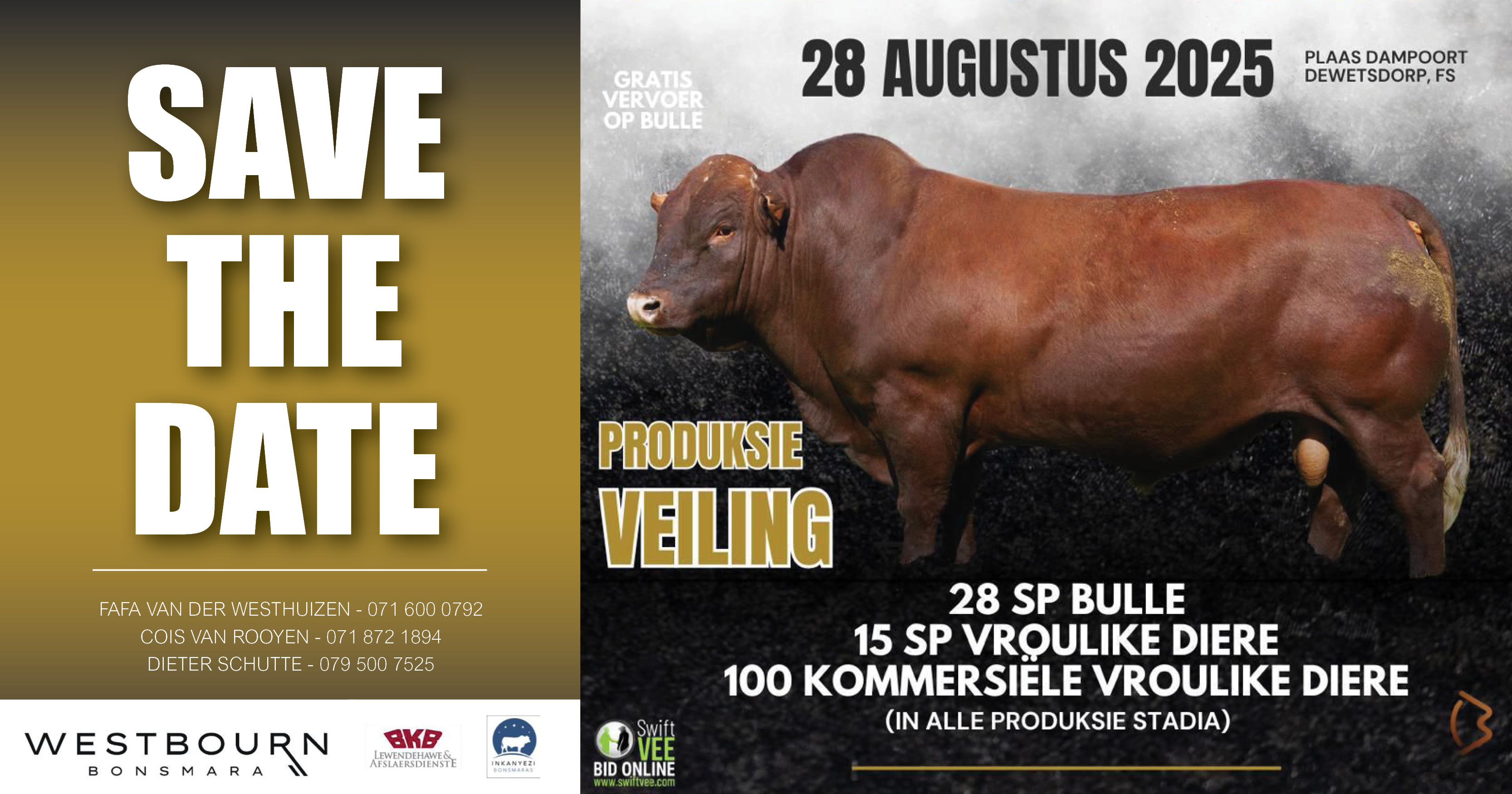 Westbourn Bonsmara Produksieveiling | 28 Augustus 2025 | 11:00 | Plaas Dampoort Dewetsdorp - 1