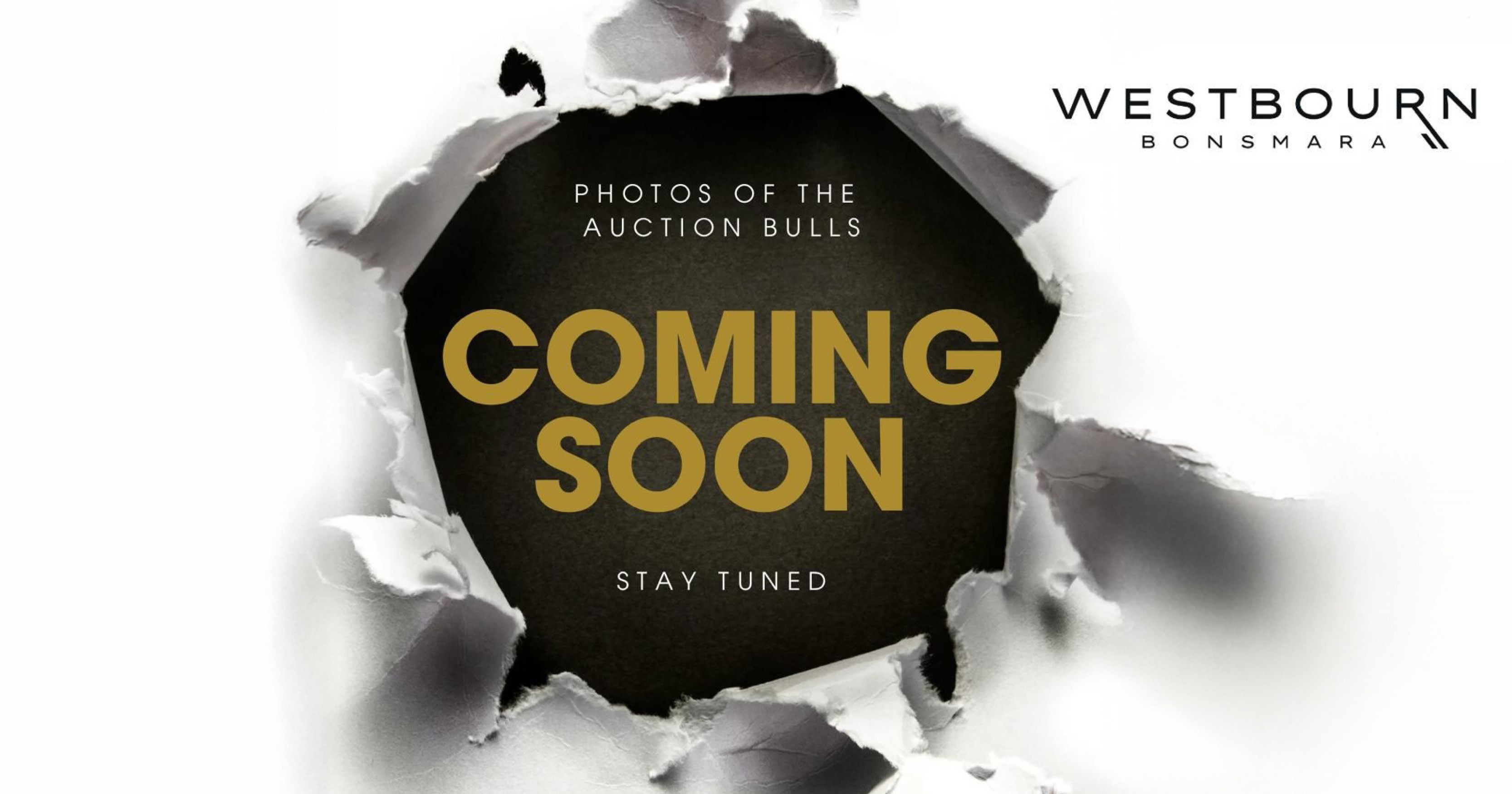 Westbourn Bonsmara Produksieveiling | 28 Augustus 2025 | 11:00 | Plaas Dampoort Dewetsdorp