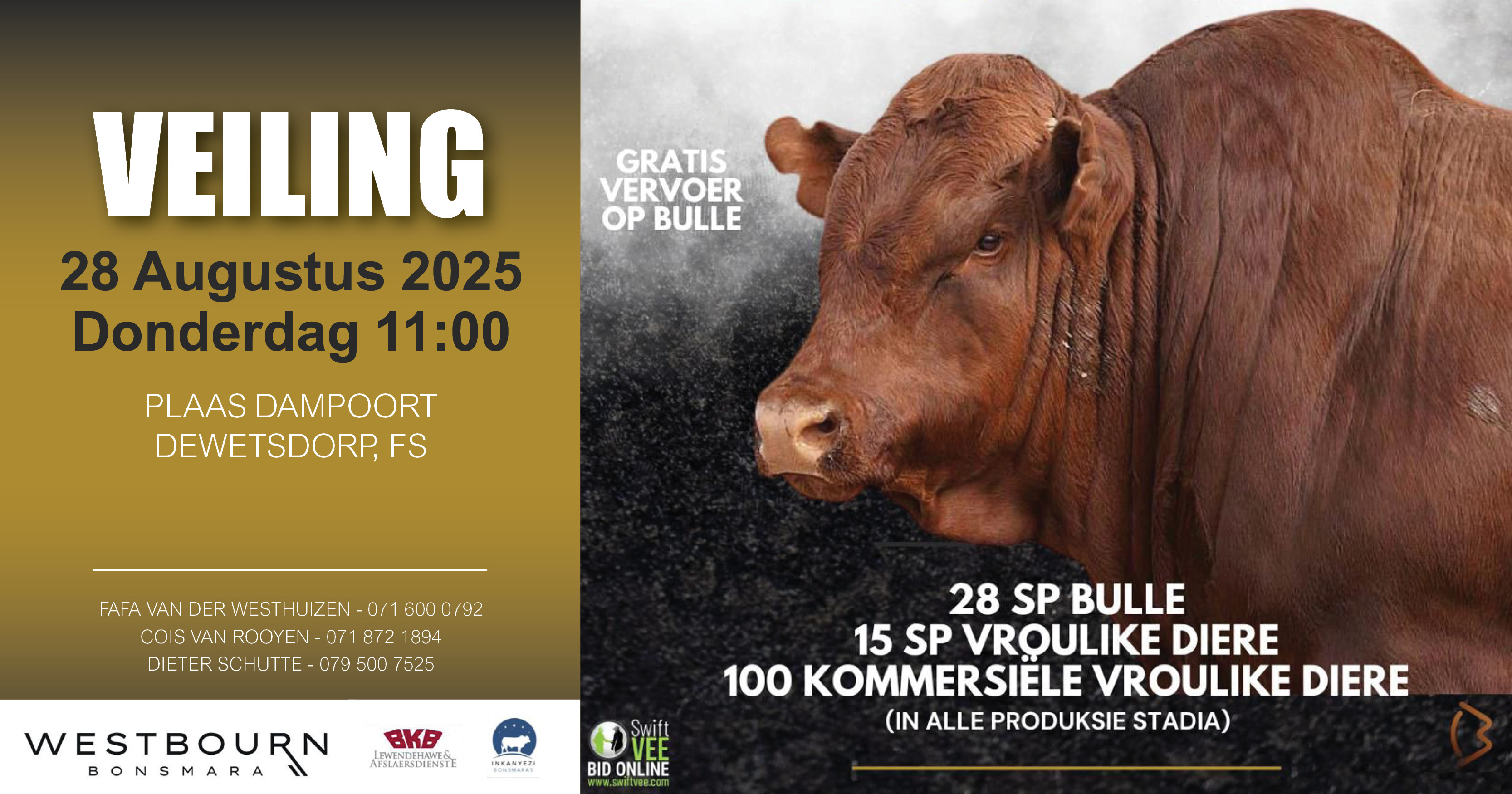 Westbourn Bonsmara Produksieveiling | 28 Augustus 2025 | 11:00 | Plaas Dampoort Dewetsdorp - 2