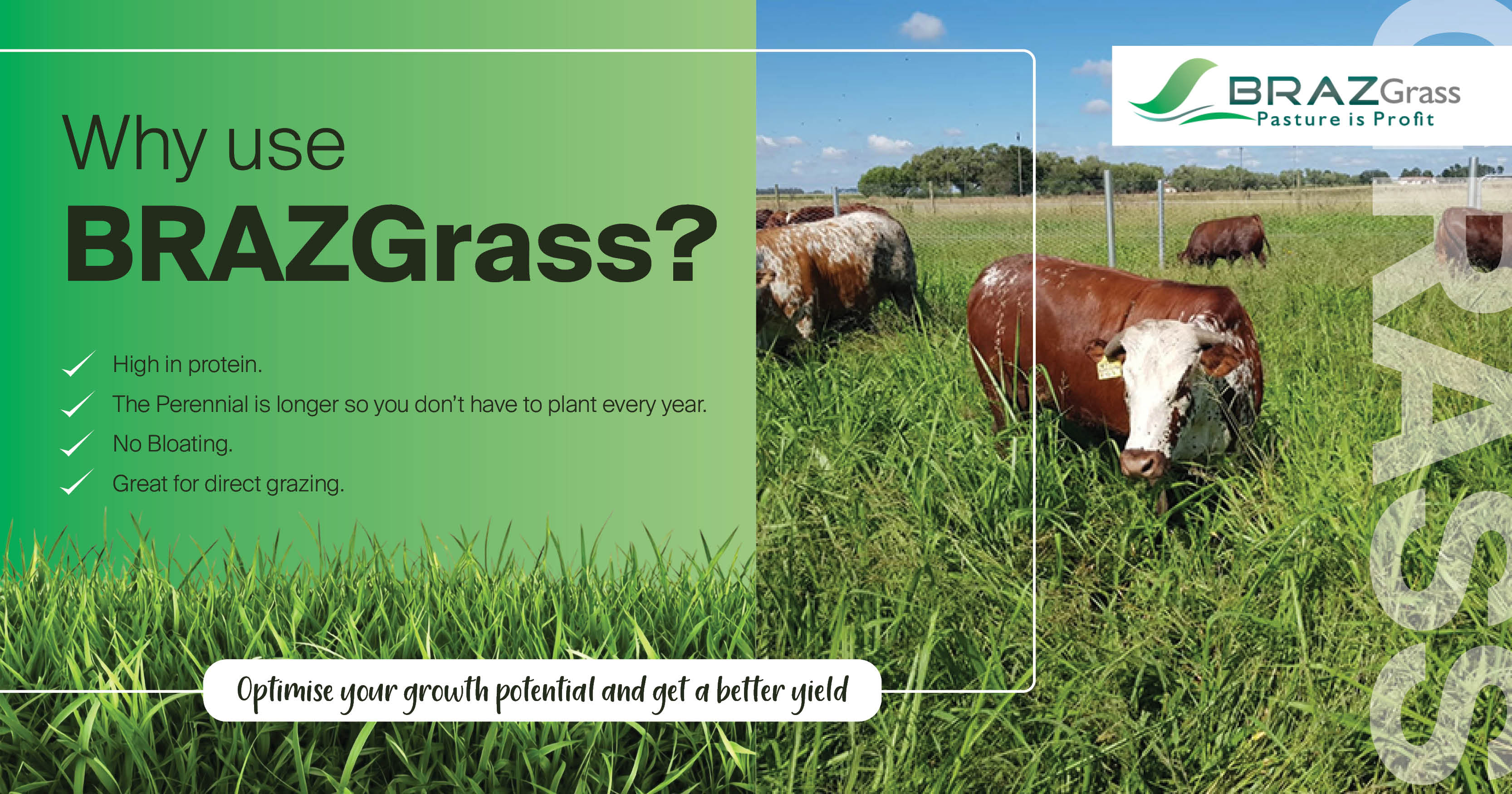 Why farmers choose BRAZGrass?