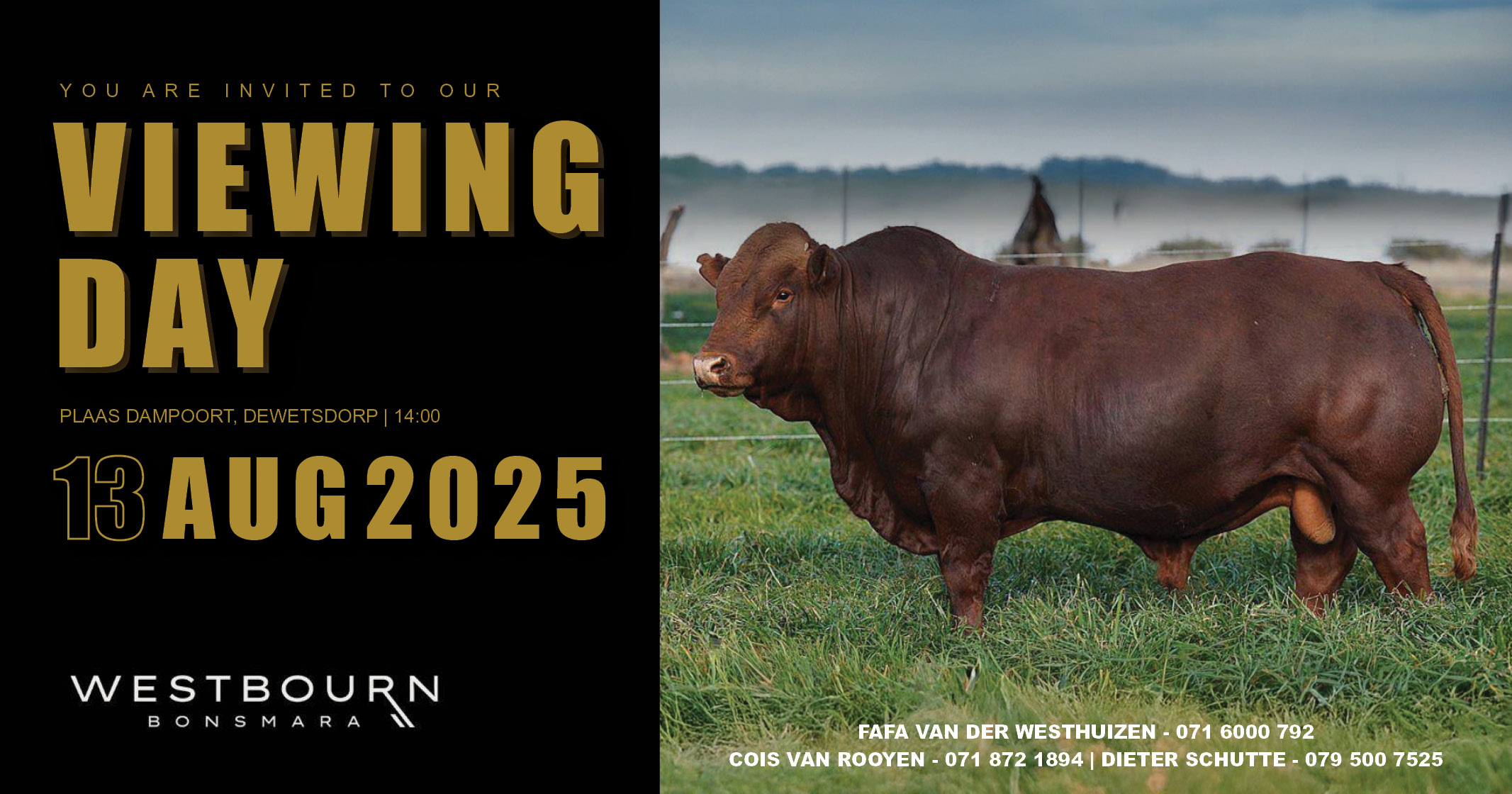 You are invited to our Viewing Day | Plaas Dampoort, Dewetsdorp | 13 Aug 2025 | Westbourn Bonsmara